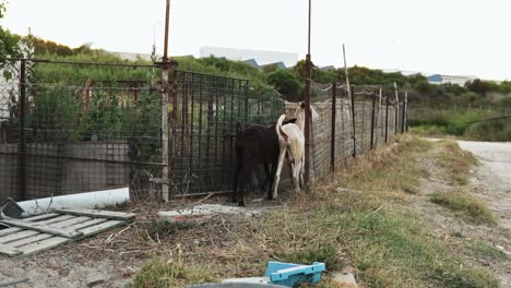 two goats next to a metal fence on a farm