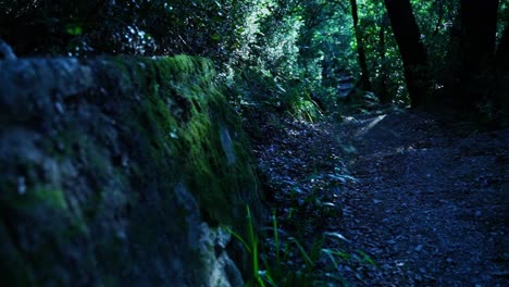 old stone wall with lots of moss in a playful forest with old trees
