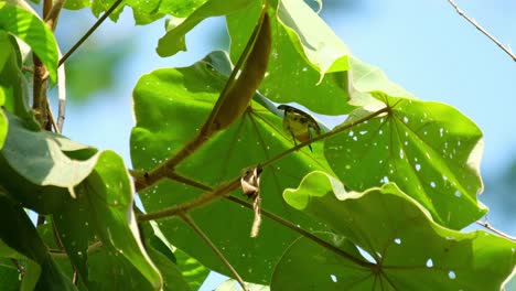 un pequeño pájaro sol de garganta marrón anthreptes malacensis extendió sus alas, saltó al lado izquierdo del marco, y desapareció en las hojas gruesas de un árbol dentro del parque nacional de khao yai, tailandia