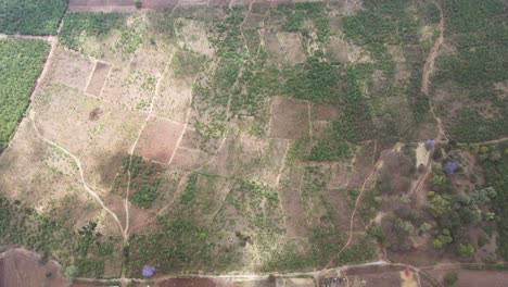 Top-down-view-of-forest,-woodland-aerial-shot