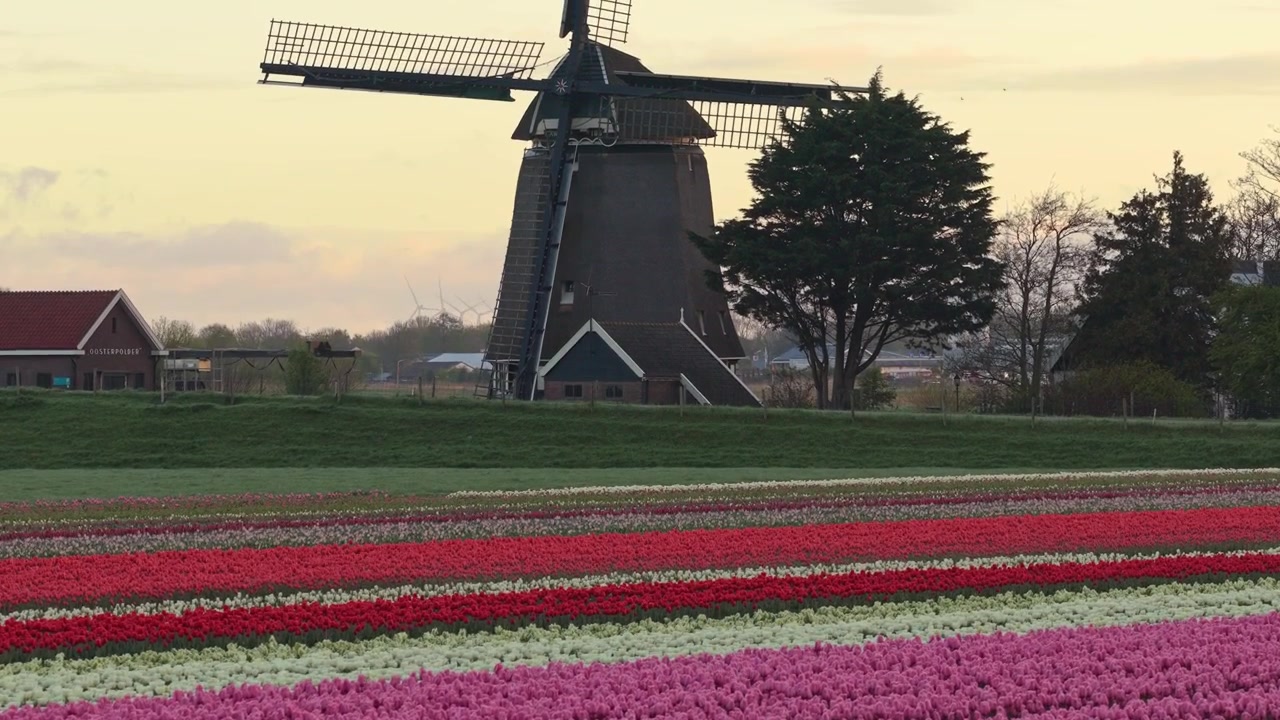 Moinho holandês e campos de tulipas coloridos na Holanda.