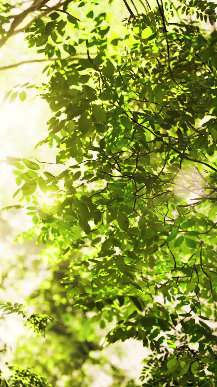 la luz del sol filtrándose a través de un frondoso dosel del bosque