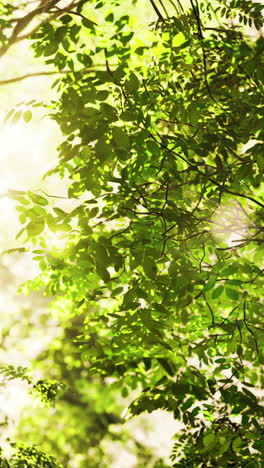 sunlight filtering through a lush forest canopy