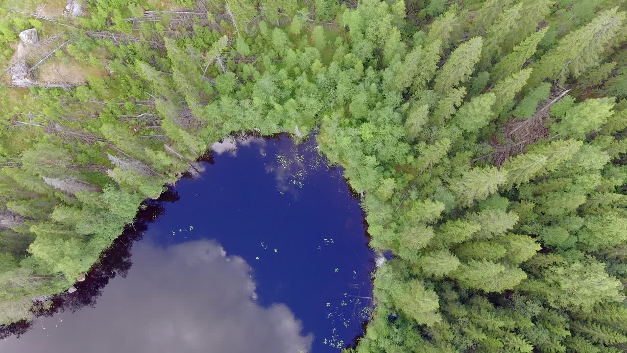 видеосъемка с беспилотника, поднимающегося с поверхности озера, чтобы увидеть поваленные деревья в диком лесу