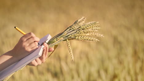 Woman-hand-writing-data-research-of-wheat-ears-in-field.-Agriculture-science
