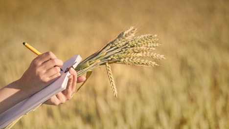 woman hand writing data research of wheat ears in field. agriculture science