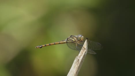 dragonfly relaxing on stick - food