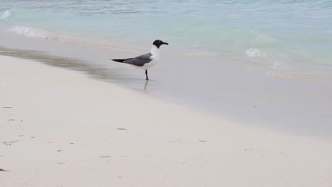 Lachmöwe,-Die-Am-Ufer-Steht-Und-In-Zeitlupe-Den-Sand-Pflückt