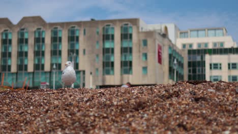 seagull standing on pebbles with buildings behind