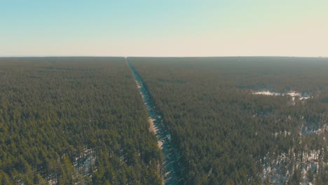 Bosque-De-Pinos-De-Primavera-Verde-Ilimitado-Atravesado-Por-Un-Largo-Camino