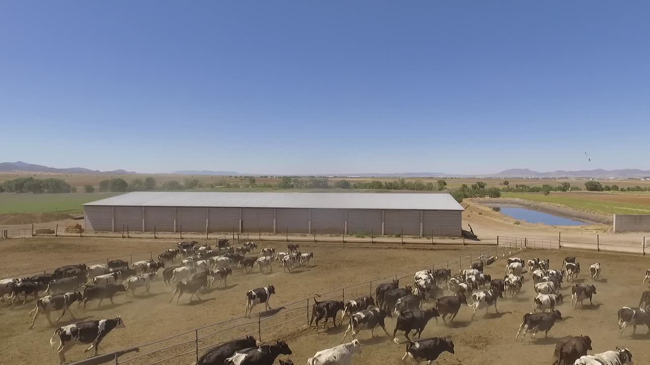 Cows running in milk pen for Mennonite cheese