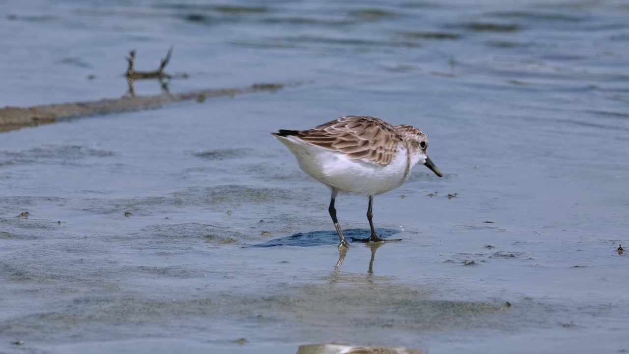 은 목의 스틴트 칼리드리스 루피콜리스 (calidris ruficollis) 는 태국에서 특별한 음식을 찾고 있습니다.