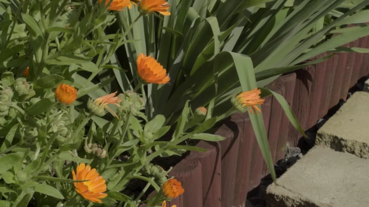Fiori di calendula arancione brillante in una fioriera di legno su un sentiero lastricato