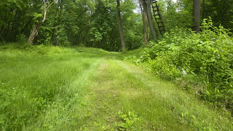 low angle - pov while slowly moving along overgrown grassy path with tree roots and surrounded by woods with dappled sunshine