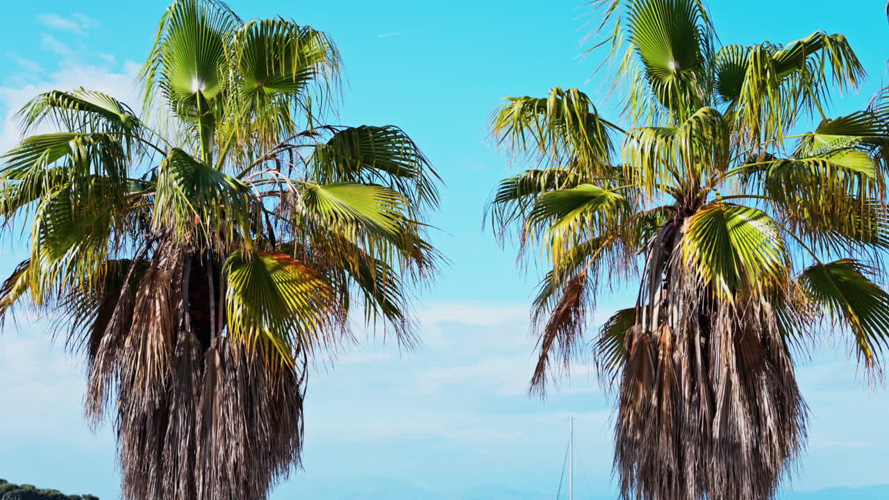Close up of palm trees on the beach with the sea and the blue sky on the background