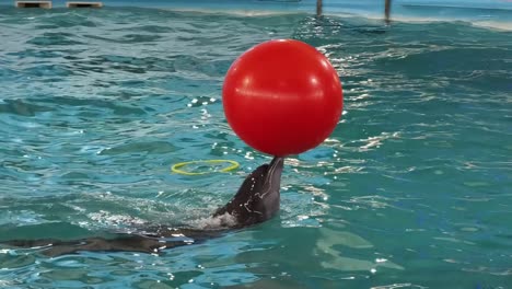 delfín realizando trucos con bolas rojas