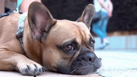 Imagen-De-Primer-Plano-De-Un-Cachorro-De-Bulldog-Francés-Descansado-Al-Aire-Libre-Durante-El-Día