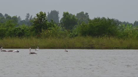 others going to the left then a group turns around to go to the right, spot-billed pelican pelecanus philippensis, thailand