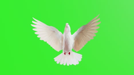 pigeon for day of peace isolated on green chroma key