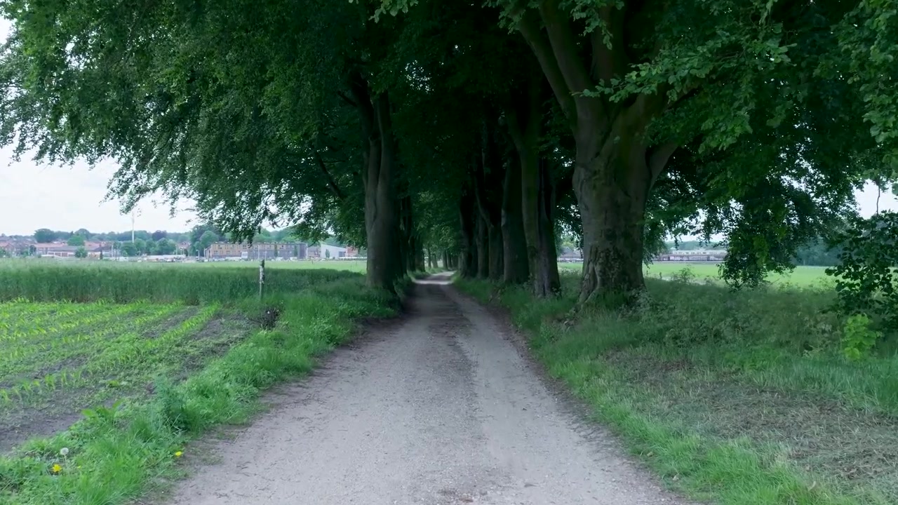Sentiero sterrato alberato in campagna