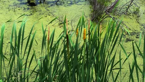 vibrant marshland scene featuring lush green reeds and bright yellow cattails surrounded by tranquil waters and floating algae in a serene ecosystem