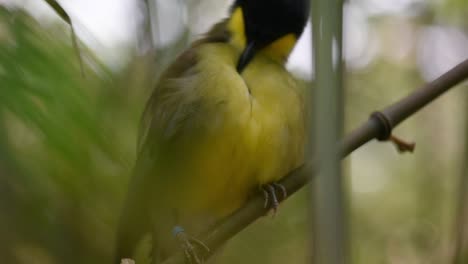 blue-crowned laughingthrush plucking its feathers