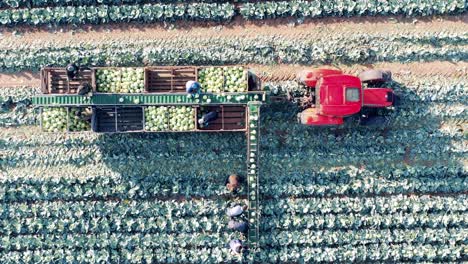 harvesting, agricultural industry concept. agricultural workers are loading cabbage onto combine's conveyor