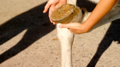 vet examining horse hoof 4k