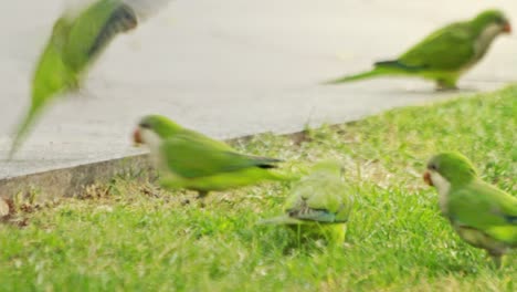 Flock-parrots-birds-walking-on-summer-park.-Parrots-birds-on-city-park