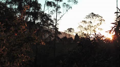 Iconic-Shot-Of-Sun-Shining-Through-Green-Fresh-Grass,-Machachi,-Ecuador