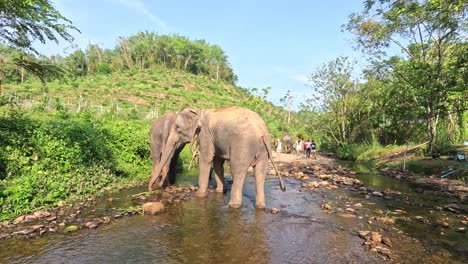 un tranquilo paseo de elefantes a través del agua