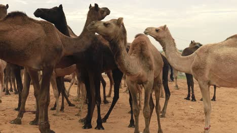 Camels-at-the-Pushkar-Fair,-also-called-the-Pushkar-Camel-Fair-or-locally-as-Kartik-Mela-is-an-annual-multi-day-livestock-fair-and-cultural-held-in-the-town-of-Pushkar-Rajasthan,-India.