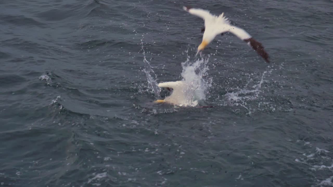 Three Northern gannets dive into the sea after scraps of fish being tossed overboard from a boat off the Magdalen Islands