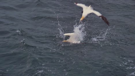 three northern gannets dive into the sea after scraps of fish being tossed overboard from a boat off the magdalen islands