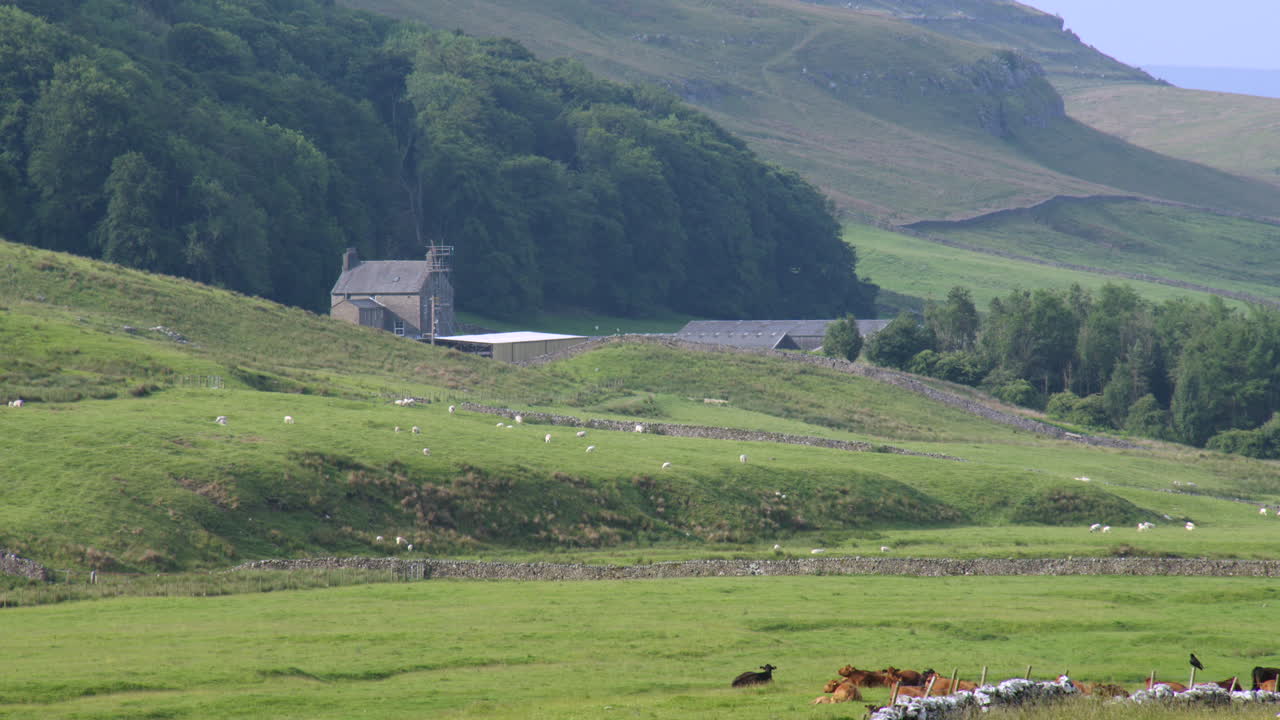 Laaja kuvakoko maatilarakennuksista ja lehmistä Whernside’ssa, Scales Moorissa, Pohjois-Yorkshiressä Yordasin luolalla