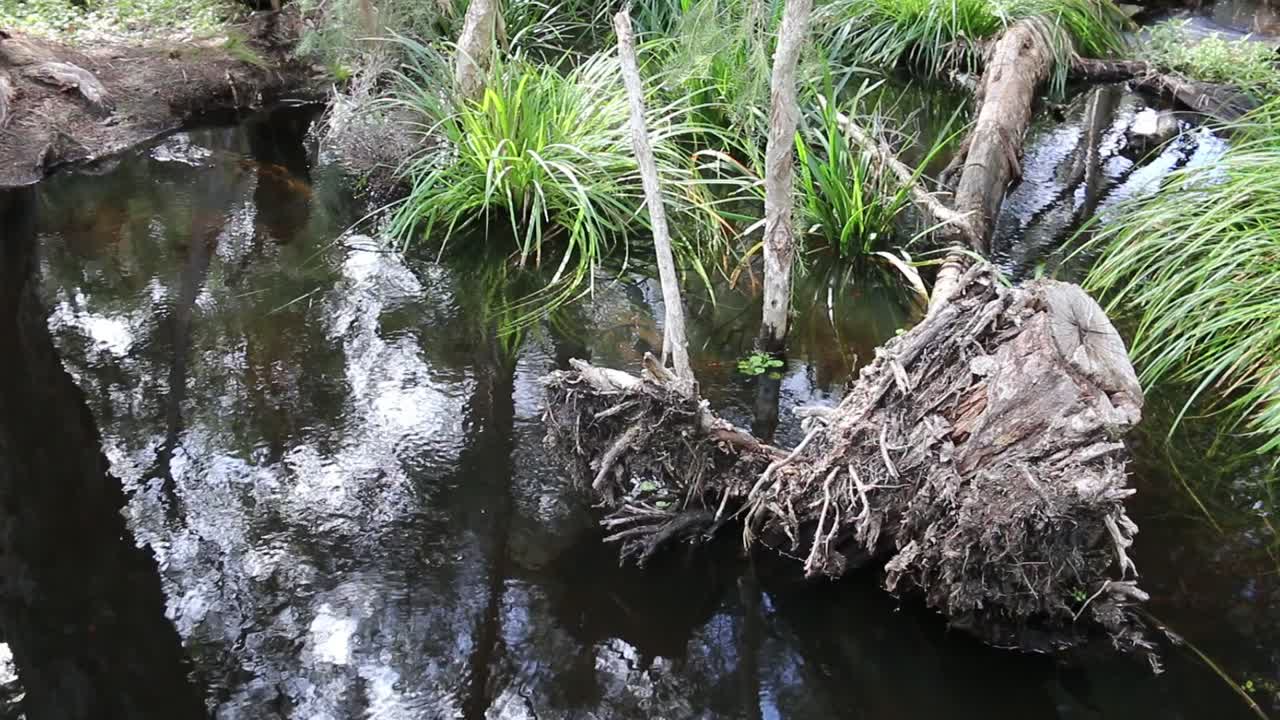 ondas de agua en un estanque poco profundo
