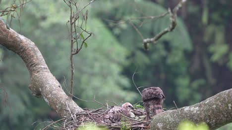 javan-hawk-eagle-sre-tearing-up-fresh-bat-meat-for-their-chicks