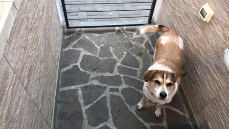 slow motion: white and brown dog is happy to go out during a sunny day