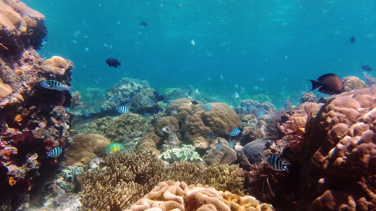 el vibrante ecosistema de arrecifes de coral submarinos