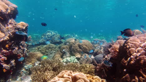 vibrant underwater coral reef ecosystem