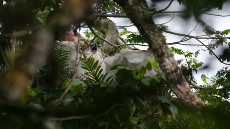 Seen-flapping-its-wings-calling-while-begging-for-food-spreading-its-wings-then-the-fog-arrives-while-the-camera-tilts-up,-Rare-Footage,-Philippine-Eagle-Pithecophaga-jefferyi,-Philippines