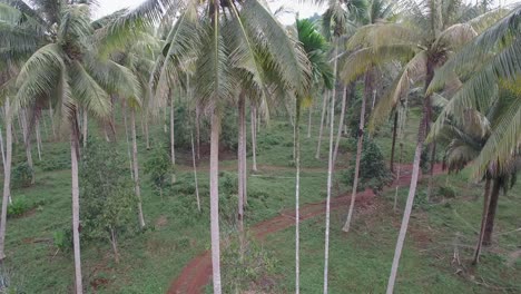 Campo-De-Coco-Tiro-Aéreo-Provincia-De-Chumporn,-Tailandia