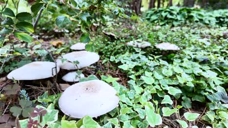 white mushrooms on forest floor