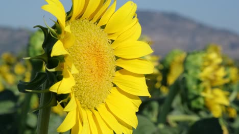 close up footage of a sunflower in the sunflower farm with a pedestal camera movement.