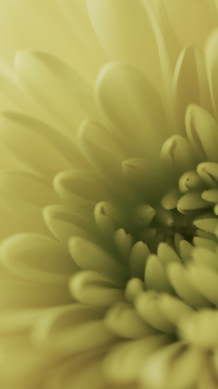 Micro vertical video close up of yellow flower with copy space
