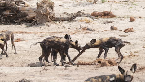 group of african painted dogs fighting in the wild safari