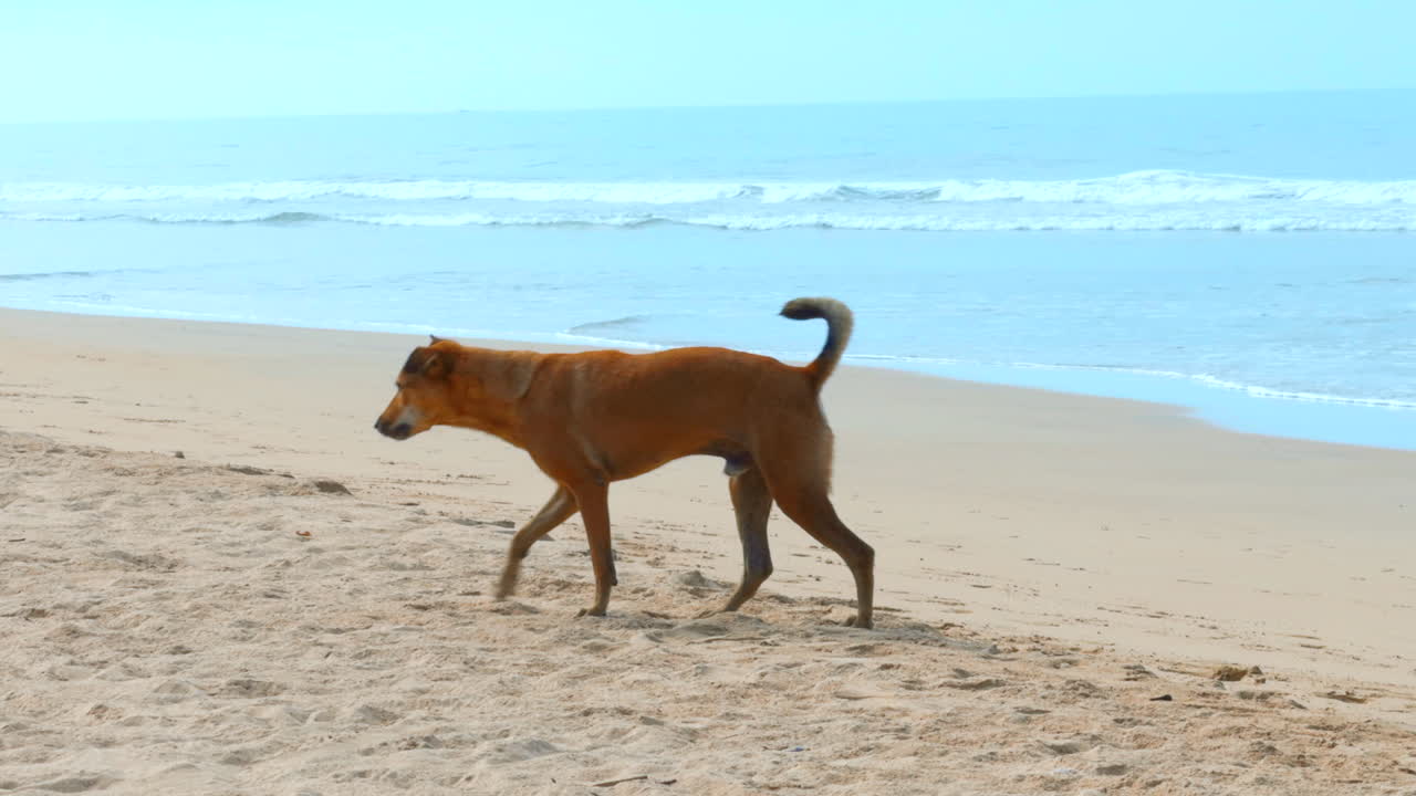 perro en la playa