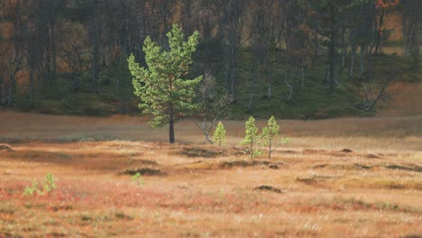 young pine tree in the norwegian wetlands