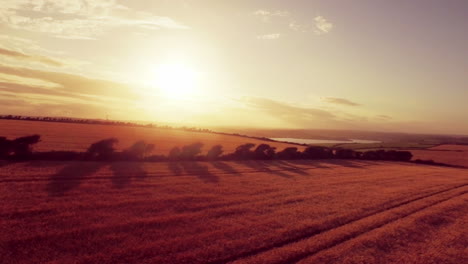 drone footage of golden fields