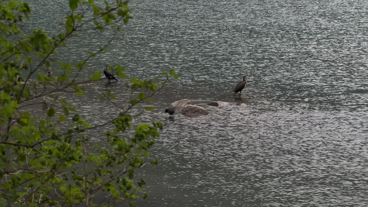 Black stork bird migratory breed species on Walensee lake pebble stone Switzerland